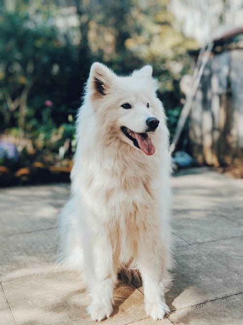 最高のコレクション Amazon 犬 Cm 白 かわいい犬のアニメ